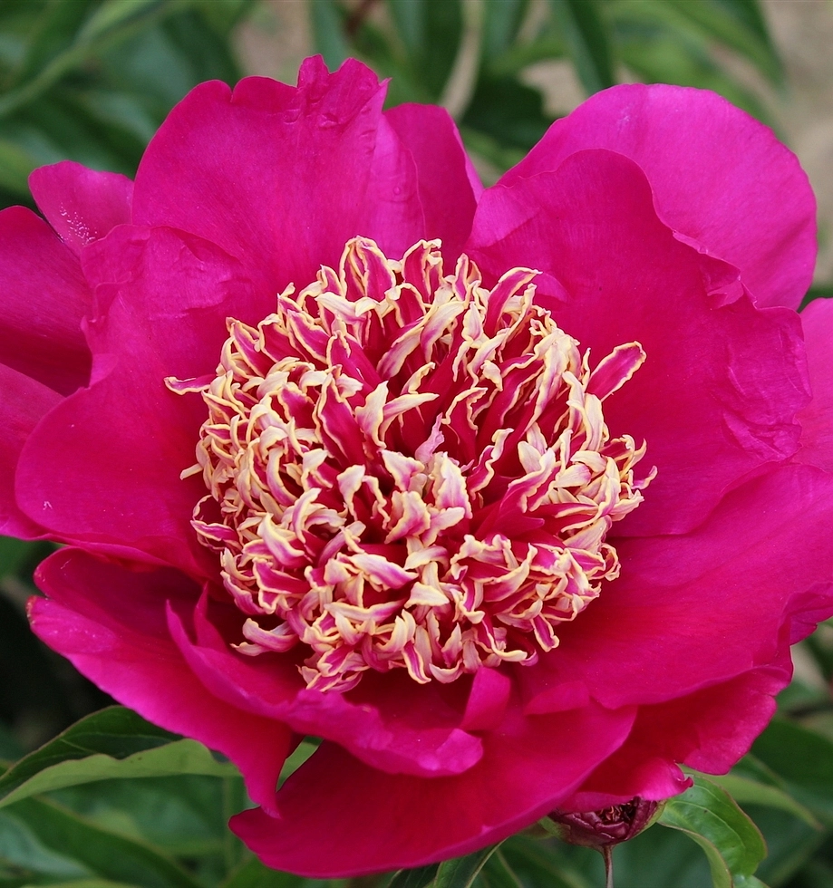Пион молочноцветковый 'Баррингтон Белл' (розовый анемоноцветный)