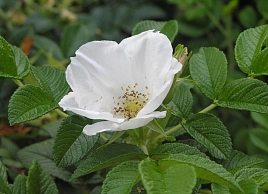 Роза ругоза 'Альба' (белая)