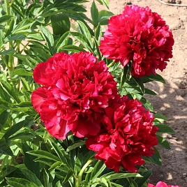 Пион молочноцветковый 'Элиза Ланди' (красный)
